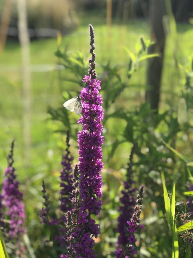 B&B 'T Landschap Boelenslaan Kültér fotó